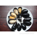 fresh frozen mussel for sale